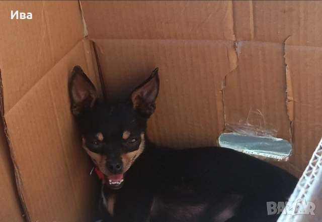 Свободна ваксинирана чистокръвна мини пинчер дама, снимка 7 - Пинчер - 52720639