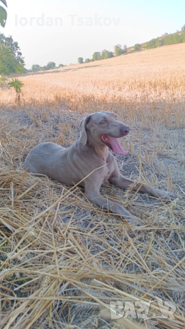 Продавам ваймарнер