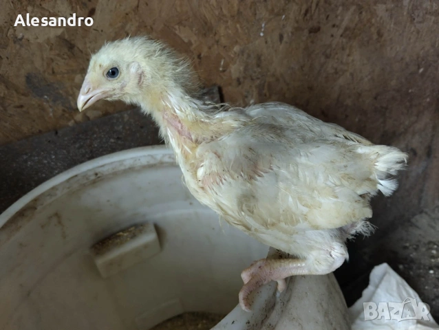 Бройлери , снимка 2 - Кокошки и пуйки - 54278999