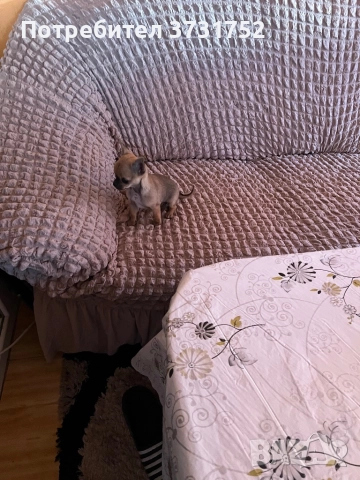 Мини чихуахуа, снимка 2 - Чихуахуа - 52913191