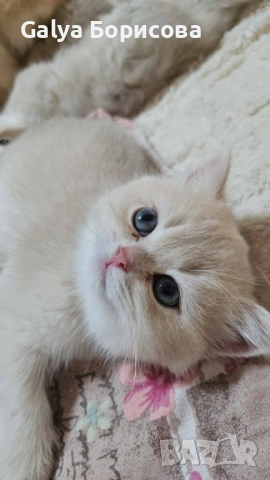 Родословни Британски котета  промоционална цена за 8 март, деня на жената!