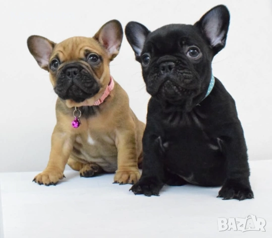 Френски булдочета