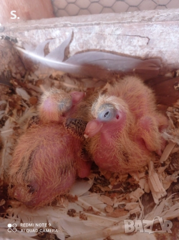 Чайки , снимка 7 - Гълъби - 50774390