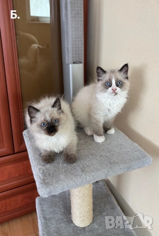 Рагдол/Регдол/Ragdol, снимка 2 - Други - 54077785