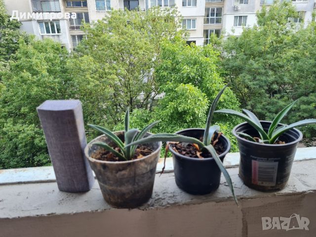 кактуси агаве алое, снимка 4 - Градински цветя и растения - 45083757