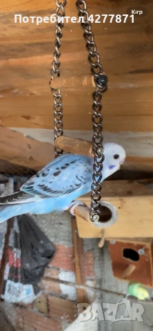 Млади вълнисти, снимка 3 - Папагали - 53851453