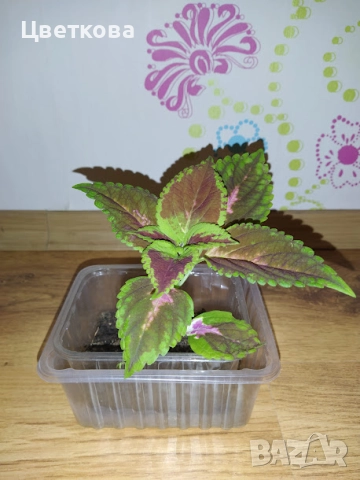 5 различни копривки, снимка 3 - Стайни растения - 52950188