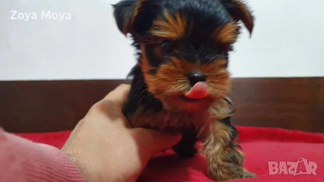 мини йоркширски териер, снимка 4 - Йоркширски териер - 53008463
