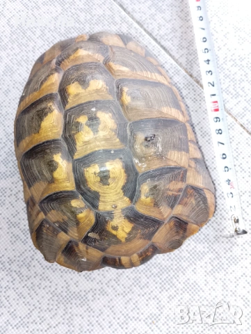 Коруба на костенурка и абаносова африканска маска, снимка 5 - Декорация за дома - 51649427