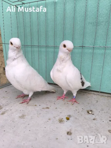 Африканска сова , снимка 13 - Гълъби - 50071282