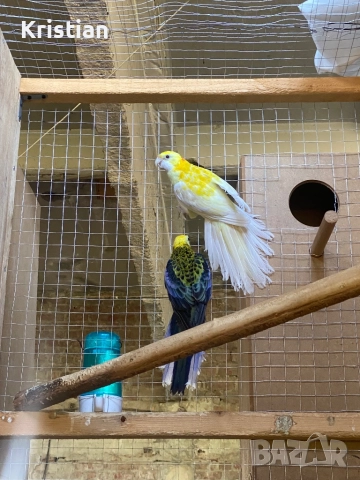 Свободни Розели - Мутация, снимка 7 - Папагали - 50741218