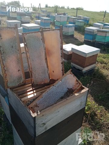 продавам мед в пита, снимка 1 - Пчелни продукти - 46436793