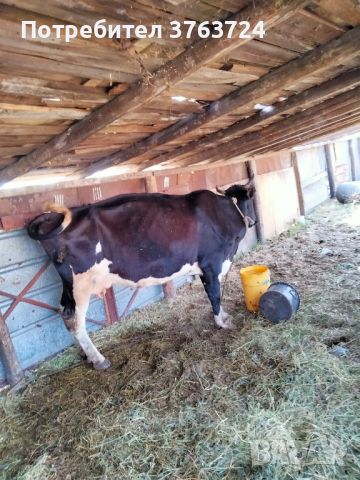 крави , снимка 2 - Крави - 46371425