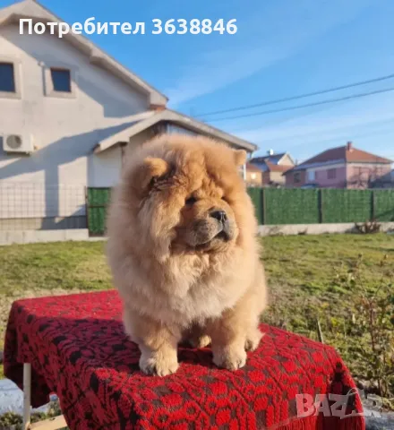 Чау чау, снимка 7 - Чау Чау - 49805421