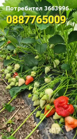 Продавам елитен разсад ягоди и малини , снимка 11 - Разсади - 39922116