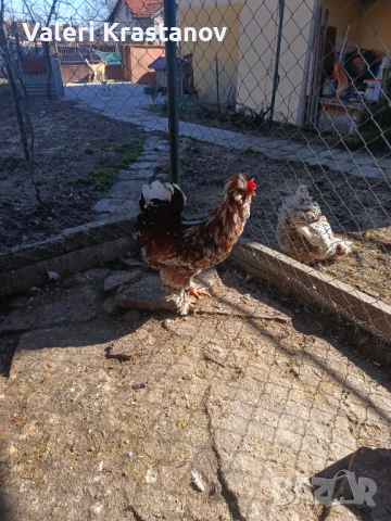 Струмски Петел порцелан 3-цветен, снимка 4 - други­ - 54179971