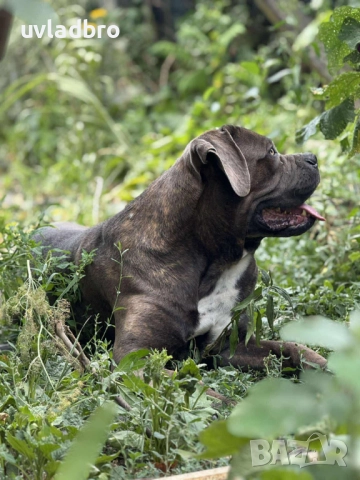 Кане корсо за разплод, снимка 2 - Търси партньор - 51972679