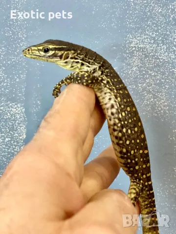 Варан Аргус, Varanus Panoptes , снимка 3 - Други - 49379388