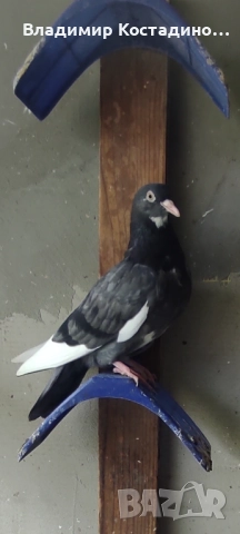 Пазарджишки високошетци, снимка 6 - Гълъби - 52429952