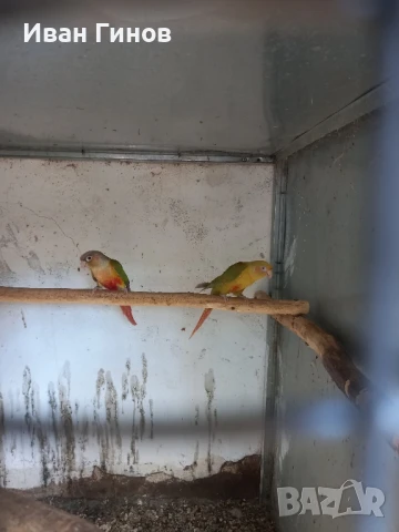 Продавам папагали. , снимка 4 - Папагали - 51294183