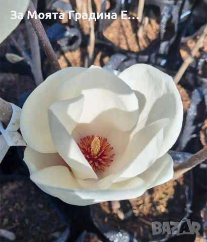 Магнолия - Lenei Alba, снимка 3 - Къщи - 53634613