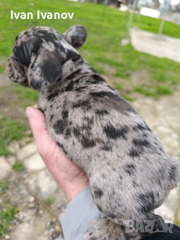 френски булдочета