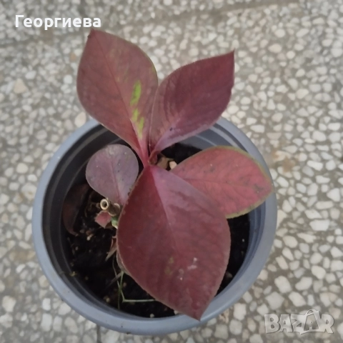 хатиора, каучуково дърво, кактуси и сукуленти, снимка 5 - Стайни растения - 51254705