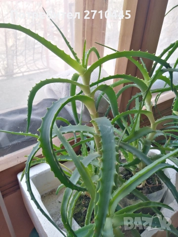 Лечебно Алое Вера и Дървовидно алое, снимка 13 - Стайни растения - 34336379