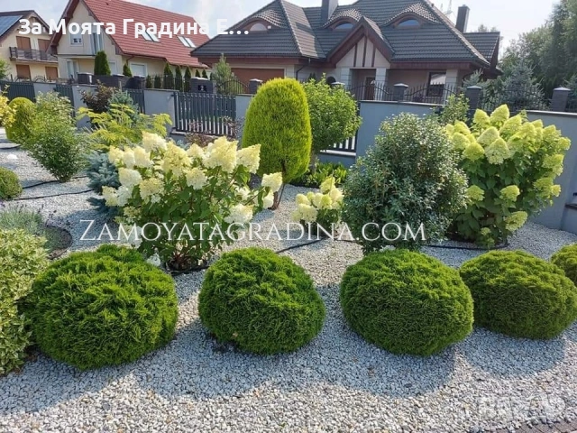 Туя Голд Даника , снимка 7 - Градински цветя и растения - 53634387