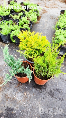 Промо пакет от 3бр студоустойчиви иглолистни и вечнозелени растения!, снимка 7 - Градински цветя и растения - 50929669