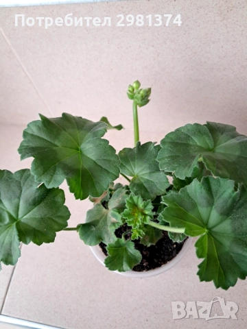 Мушкато-Астрид, снимка 4 - Стайни растения - 53508930