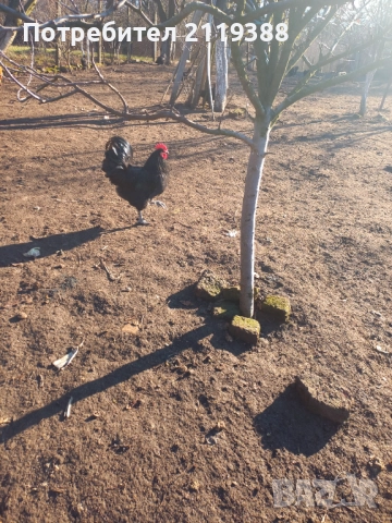 Австралорп на 7 м 2 бр, снимка 2 - Кокошки и пуйки - 52773685