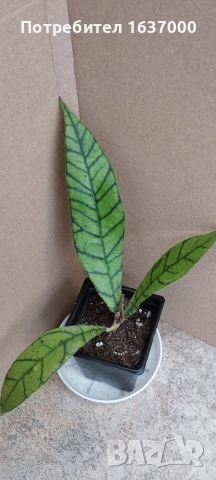 Хоя Calistophilla