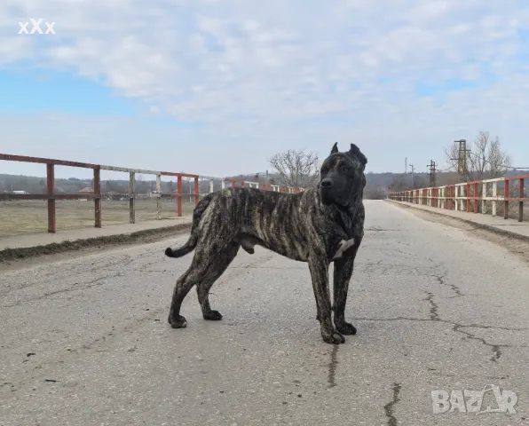 Преса Канарио! Разплод! 