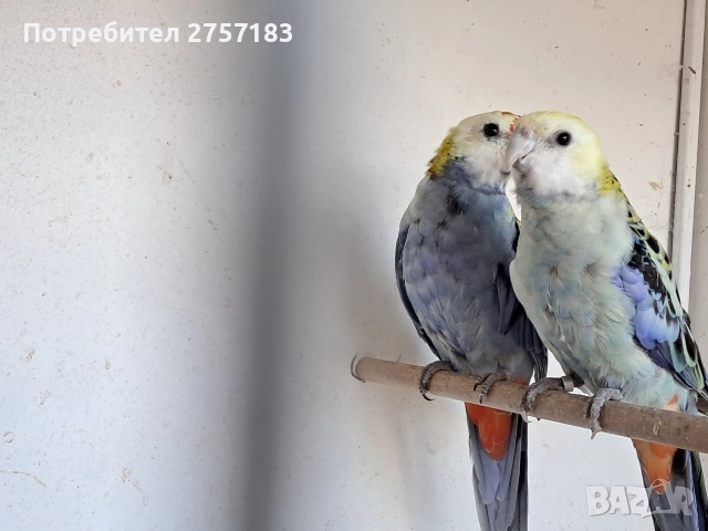 продавам чифт белоглава розела , снимка 3 - Папагали - 52809580