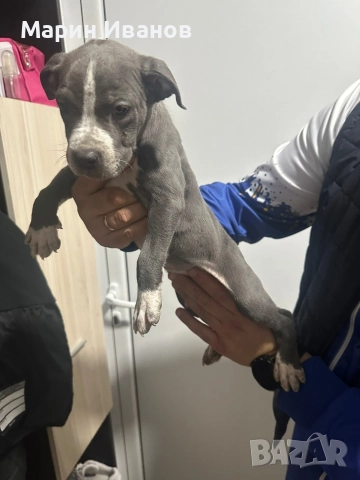 Синьо питбулче, момиче с две ваксини!!!, снимка 3 - Питбул - 52725678