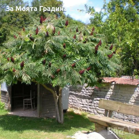 Рустифина дърво, снимка 4 - Градински цветя и растения - 49762500