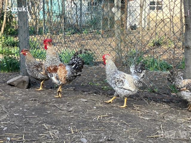 Петлета Маран и Легбар, снимка 5 - Кокошки и пуйки - 53697776