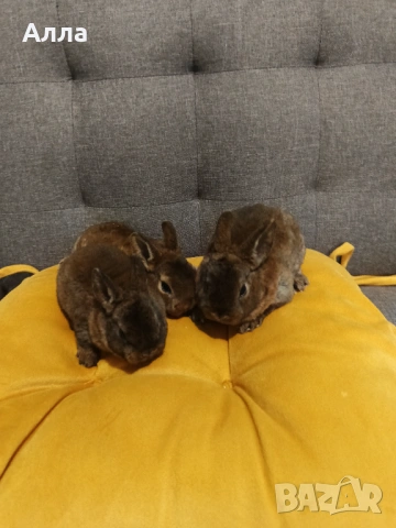 Декоративно зайчета рекс, снимка 5 - Декоративни зайчета - 53223749