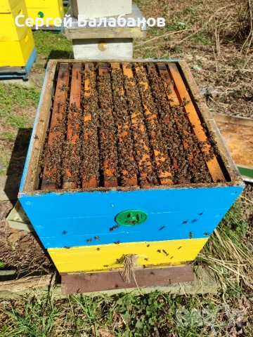 пчелни семейства, снимка 5 - Други животни - 54104025
