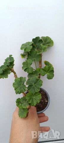 Сортови мушката, снимка 7 - Стайни растения - 52062315