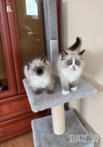 Рагдол/Регдол/Ragdol