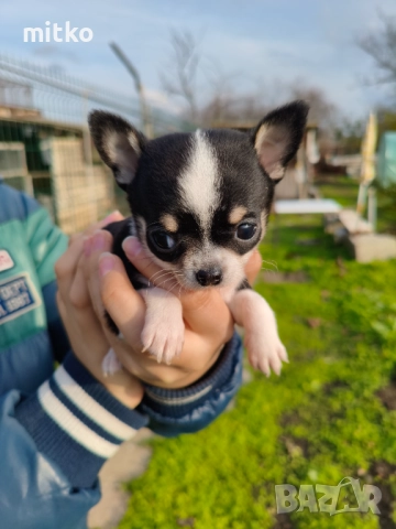 Чихуахуа , снимка 9 - Чихуахуа - 52482400