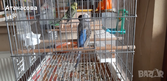 Социални изложбени вълнисти папагали, двойка, снимка 5 - Папагали - 53130164