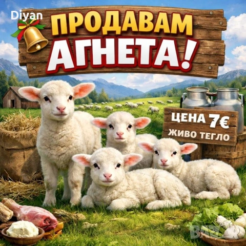 Свободни агнета 7€  С. Долна Махала