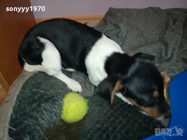 ДЖАК РЪСЕЛ 1011250842, снимка 2 - Джак ръсел териер - 52358129