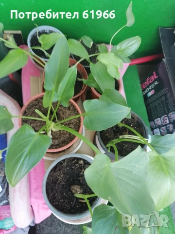 Студоустойчива бяла кала! , снимка 7 - Градински цветя и растения - 46855062