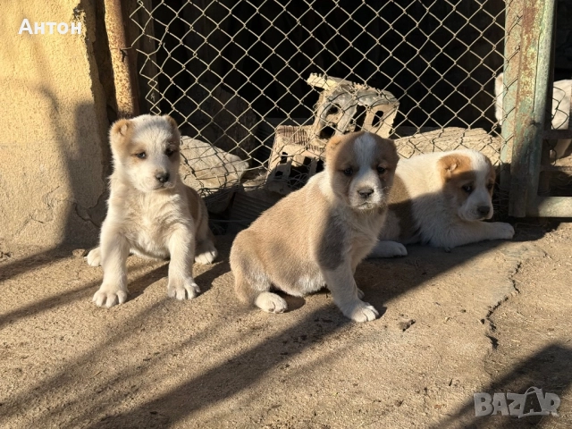 Алабай (Средно Азиатска овчарка)