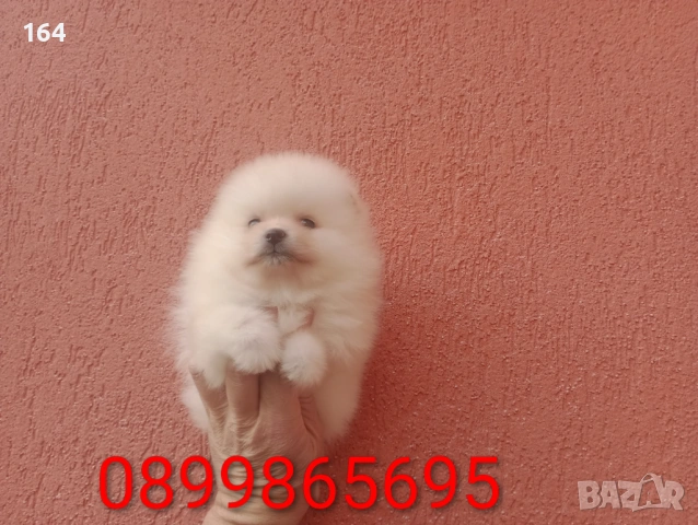 Померани., снимка 3 - Померан - 53524180