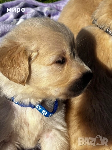 Чистокръвни Голдън ретривър бебета идеален подарък за приятели или малки деца Коледа , снимка 7 - Голдън ретривър - 52566220